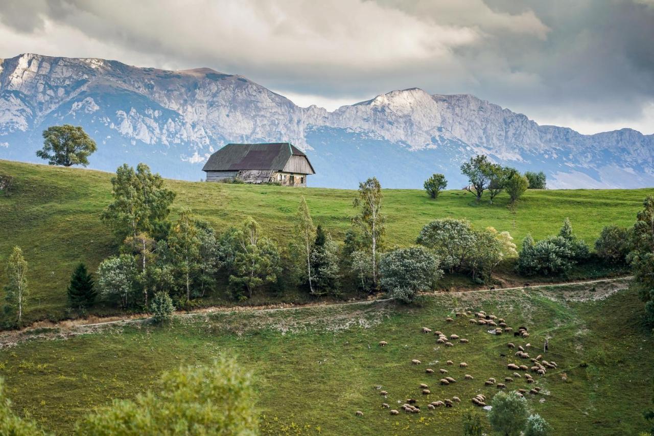 Pensiunea Hodaita Măgura Exteriör bild