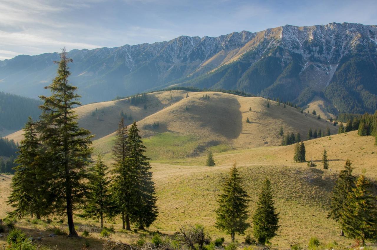 Pensiunea Hodaita Măgura Exteriör bild