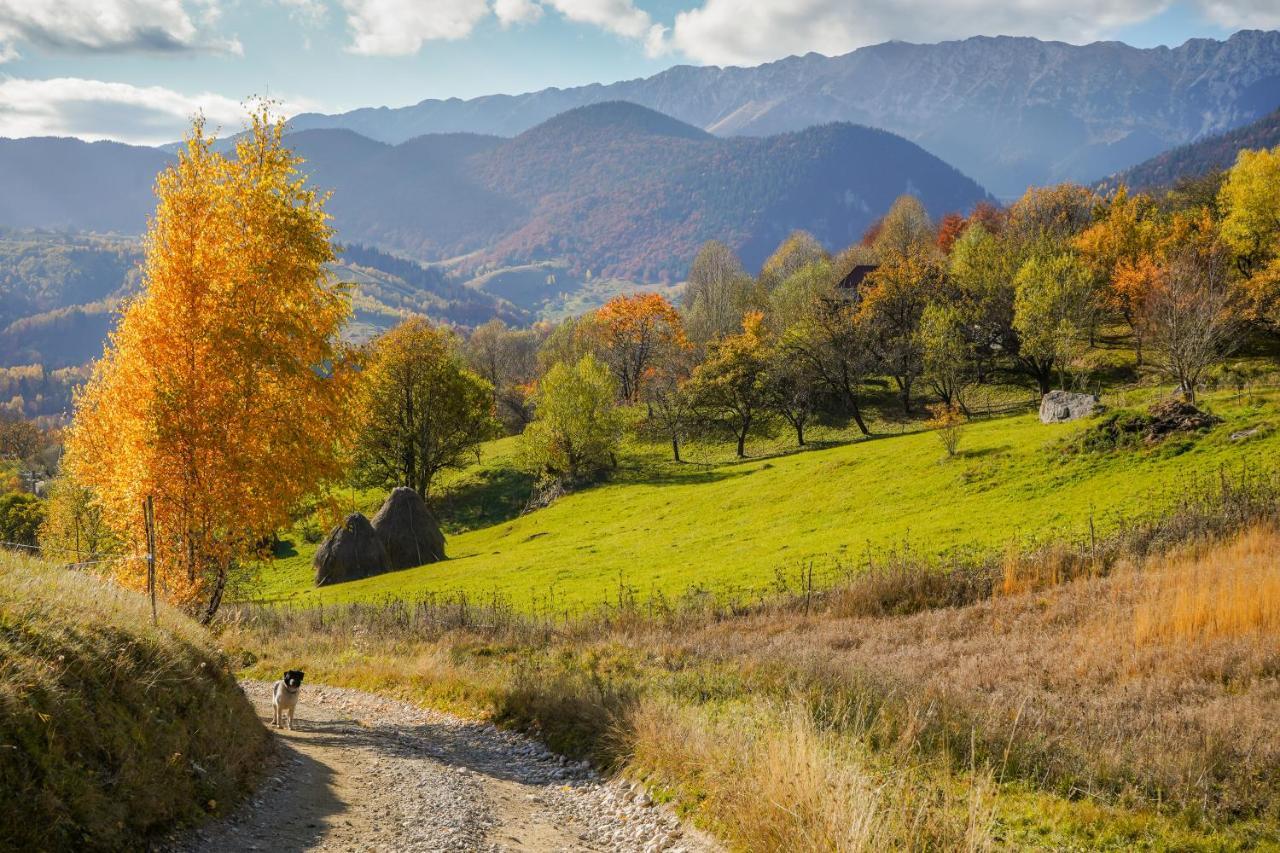 Pensiunea Hodaita Măgura Exteriör bild