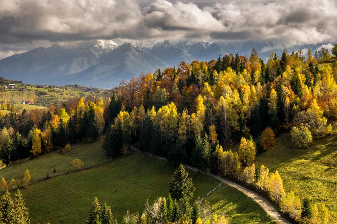 Pensiunea Hodaita Măgura Exteriör bild