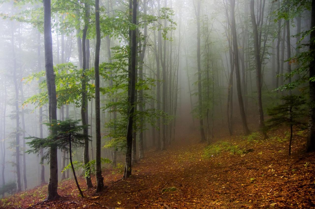 Pensiunea Hodaita Măgura Exteriör bild