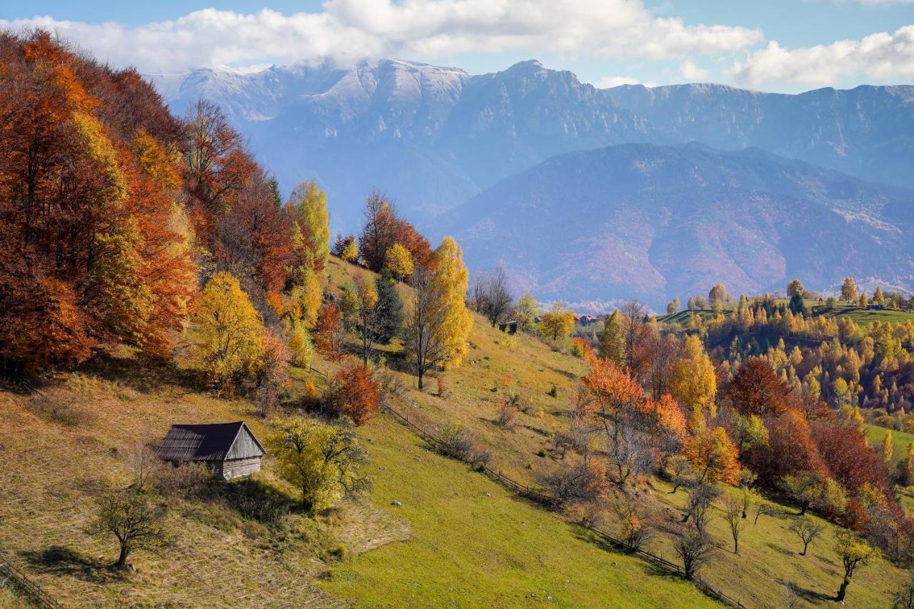 Pensiunea Hodaita Măgura Exteriör bild
